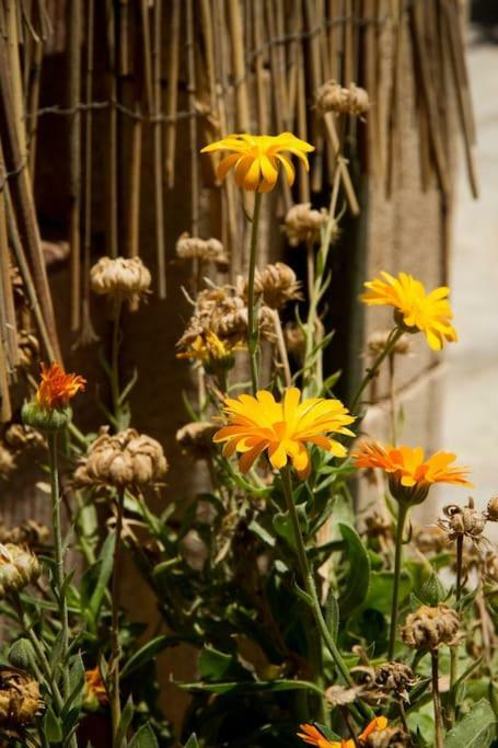 Ferienwohnung Ierapetra Garden House Exterior foto